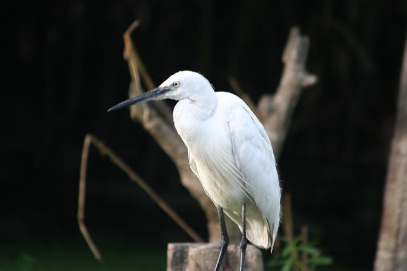950 Srinigar 20-08-2009.jpg